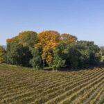 Porto: Qta da Aveleda Enchanted Gardens & Green Wine - Who Will Love This Tour?