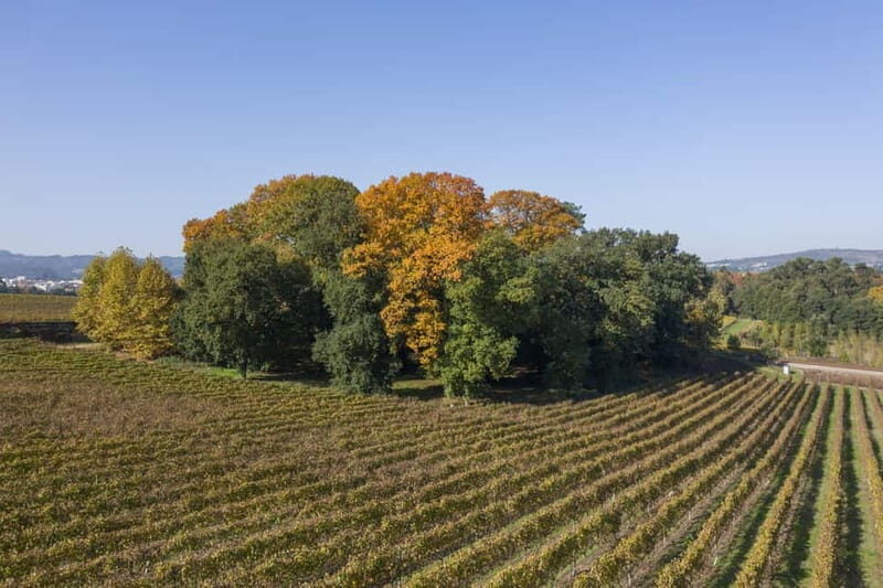 Porto: Qta da Aveleda Enchanted Gardens & Green Wine - Who Will Love This Tour?