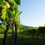 Portugal: Bairrada Private Tour - Why This Tour Offers Great Value