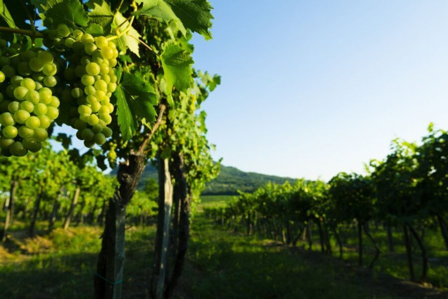 Portugal: Bairrada Private Tour - Why This Tour Offers Great Value