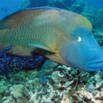 Poseidon Outer Great Barrier Reef Snorkeling and Diving Cruise from Port Douglas - A Deep Dive into the Great Barrier Reef Experience