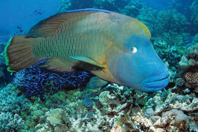 Poseidon Outer Great Barrier Reef Snorkeling and Diving Cruise from Port Douglas - A Deep Dive into the Great Barrier Reef Experience