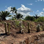 Pozzo Faceto: botanical garden - A Deep Dive into Pozzo Faceto: The Garden’s Layout and Highlights