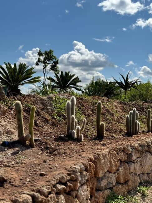 Pozzo Faceto: botanical garden - A Deep Dive into Pozzo Faceto: The Garden’s Layout and Highlights