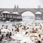 Prague: 1.5-Hour River Boat Cruise and Guided Tour - Frequently Asked Questions