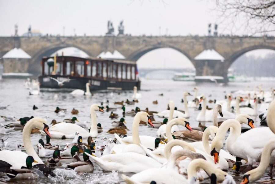Prague: 1.5-Hour River Boat Cruise and Guided Tour - Frequently Asked Questions