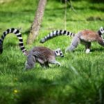 Prague: Boat Ride to the Zoo and Admission Ticket - A Closer Look at the Experience