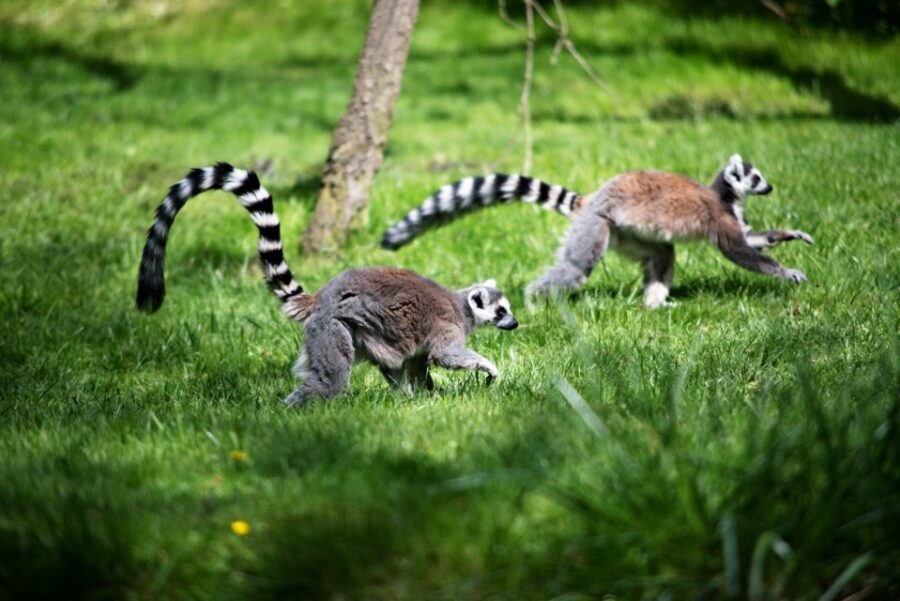 Prague: Boat Ride to the Zoo and Admission Ticket - A Closer Look at the Experience