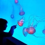 Prague: The World Of Jellyfish Entry Ticket w/ Drink - What the Reviews Say: Authentic Voices
