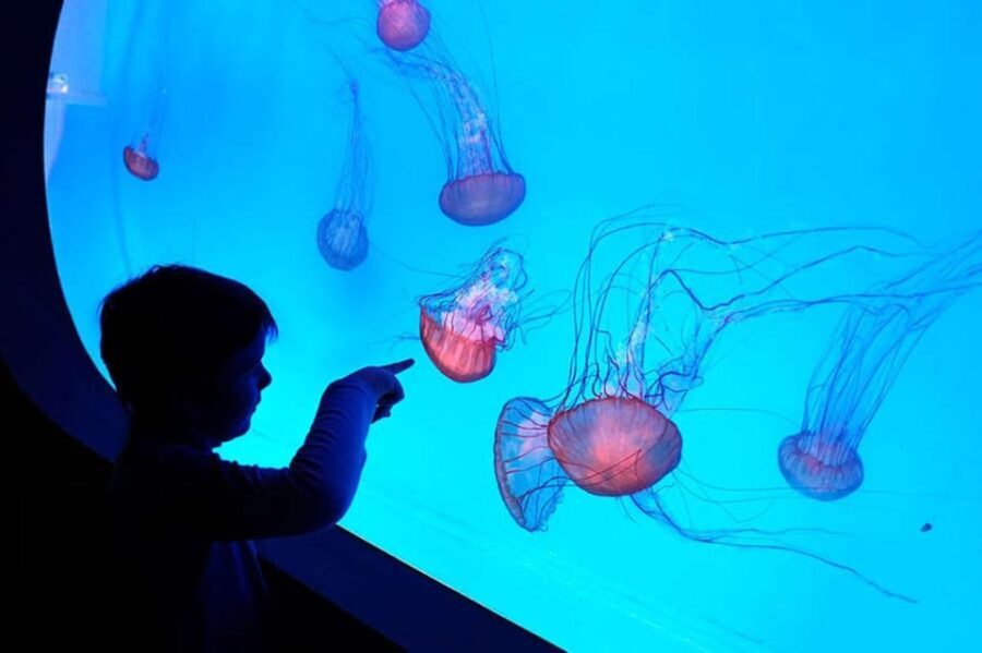 Prague: The World Of Jellyfish Entry Ticket w/ Drink - What the Reviews Say: Authentic Voices
