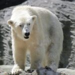 Prague Zoo Admission Ticket including Round Trip Transfer - Practical Tips for Your Visit