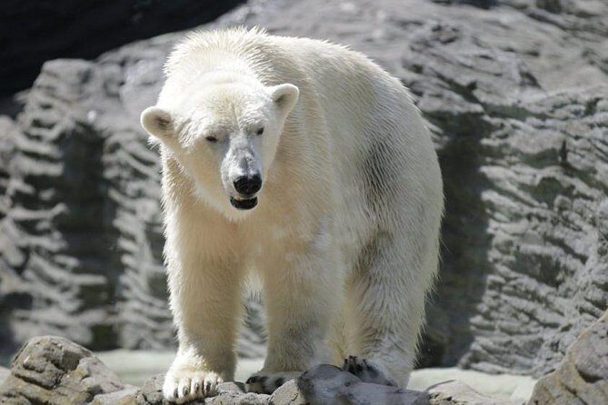 Prague Zoo Admission Ticket including Round Trip Transfer - Practical Tips for Your Visit