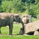 Prague Zoo Admission Ticket with Transfer and Audio Guide - Final Thoughts: Is It Worth It?