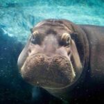 Prague Zoo: Skip-the-Line Entry Ticket - A Deep Dive into Prague Zoo: What You Can Expect