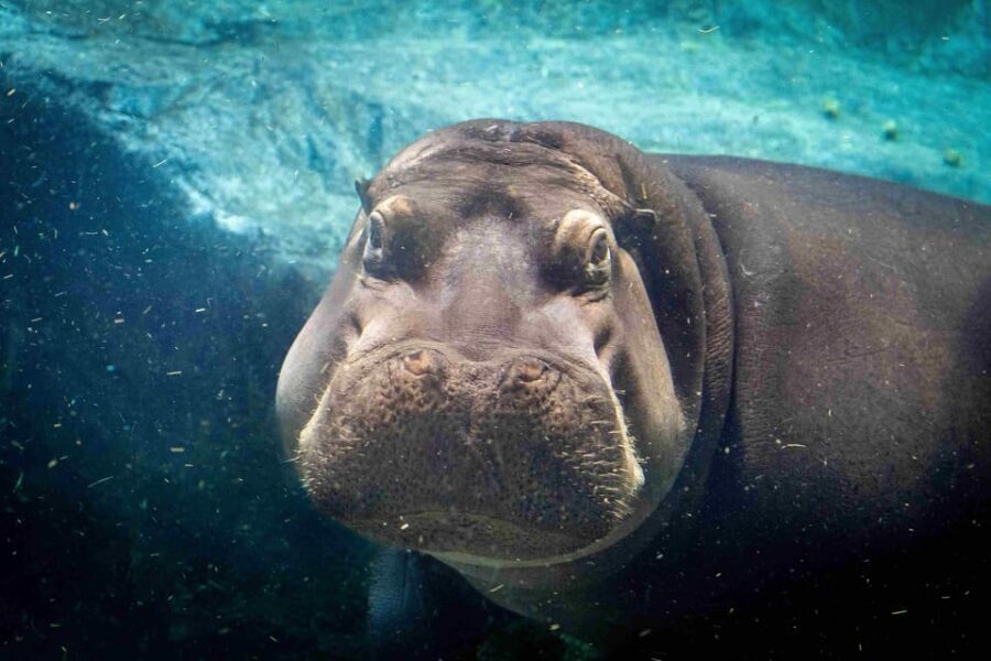 Prague Zoo: Skip-the-Line Entry Ticket - A Deep Dive into Prague Zoo: What You Can Expect