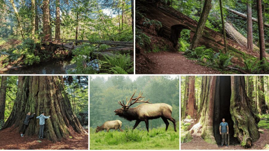 Prairie Creek State Park: Redwood Forest Hiking Tour - Who Should Consider This Tour?
