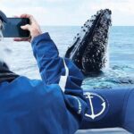 Premier Whale Watching Byron Bay - The Experience in Detail: What to Expect on Your Whale Watching Tour