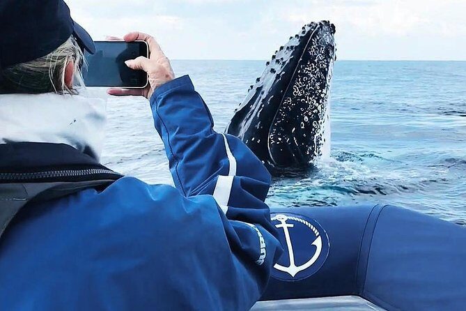 Premier Whale Watching Byron Bay - The Experience in Detail: What to Expect on Your Whale Watching Tour