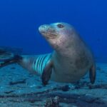 Premium Afternoon Scuba Charter for All Certified Diver Levels - Frequently Asked Questions