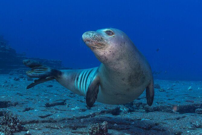 Premium Afternoon Scuba Charter for All Certified Diver Levels - Frequently Asked Questions