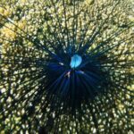 Premium Family Snorkeling Experience - What to Expect During the Tour