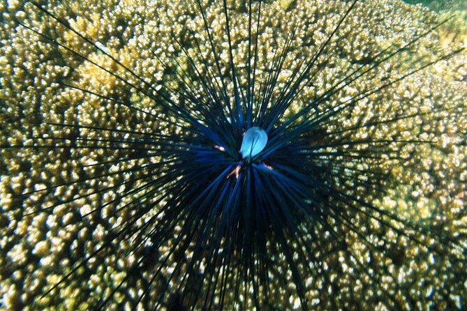 Premium Family Snorkeling Experience - What to Expect During the Tour