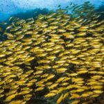 Premium Guided Dive Trip - Outer Great Barrier Reef - The Full Experience: What You Can Expect