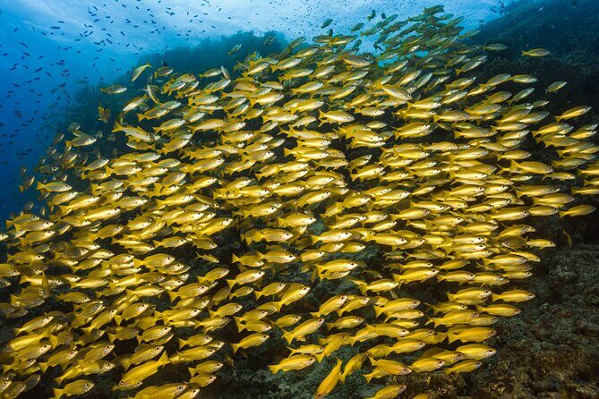 Premium Guided Dive Trip - Outer Great Barrier Reef - The Full Experience: What You Can Expect