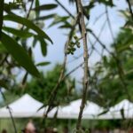 Premium Private Prosecco Hills Tour - 2 Wineries. Private tour. - Who Should Consider This Tour?