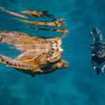 Premium Sea Scooter Turtle Adventure - A Detailed Look at the Tour