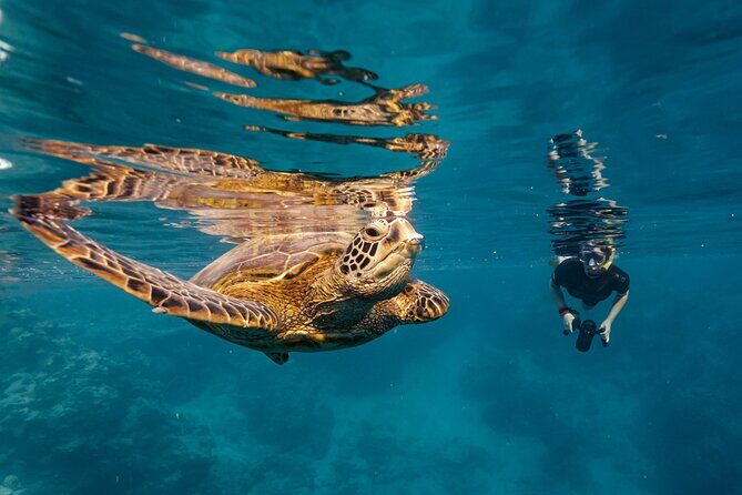 Premium Sea Scooter Turtle Adventure - A Detailed Look at the Tour