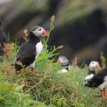 Premium Small-Group Puffin & Bird Watching tour from Reykjavík - Final Thoughts: Is It Worth It?
