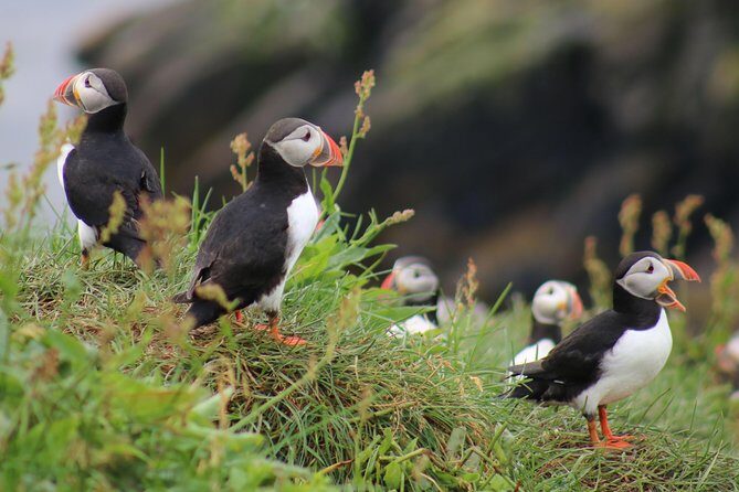 Premium Small-Group Puffin & Bird Watching tour from Reykjavík - Final Thoughts: Is It Worth It?