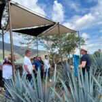 Premium Tequila Route with professional tasting - The Value of the Experience