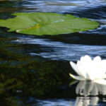 PREMIUM TOUR SMALL GROUP Bucharest: Day Trip to Danube Delta - What Makes This Tour Stand Out?