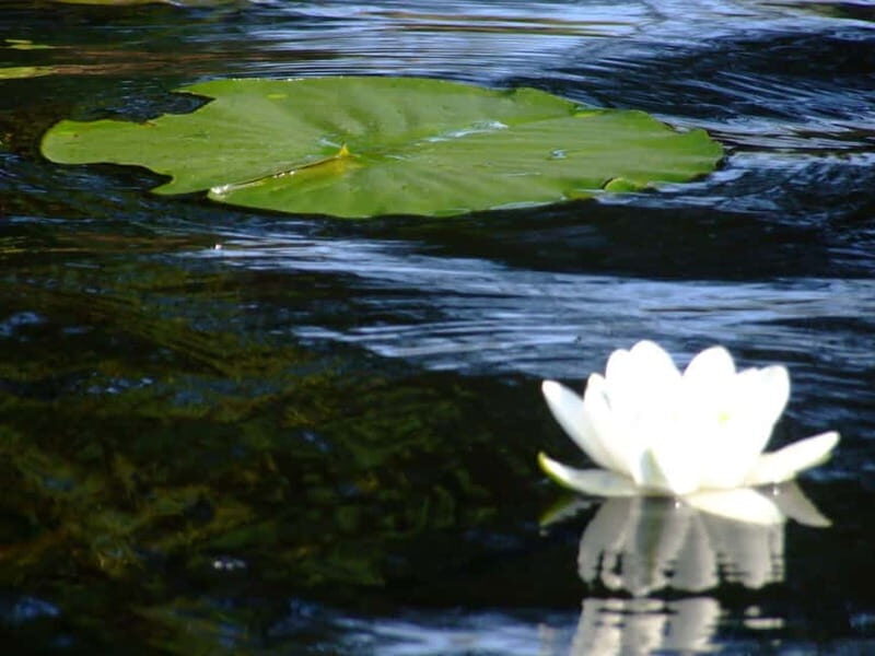 PREMIUM TOUR SMALL GROUP Bucharest: Day Trip to Danube Delta - What Makes This Tour Stand Out?