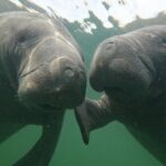 Preseason Special Snorkeling with Manatees Experience - What to Expect from the Manatee Snorkeling Tour in Crystal River