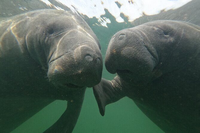 Preseason Special Snorkeling with Manatees Experience - What to Expect from the Manatee Snorkeling Tour in Crystal River