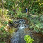 Princeville Botanical Gardens Tour and Chocolate Tasting Ticket - A Deep Dive into Kauai’s Botanical Wonderland