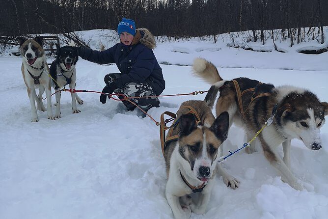 Privat sled trip with husky in the alta valley - The Sum Up