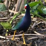 Private 1-Hour Airboat Tour of Miami Everglades - Final Thoughts