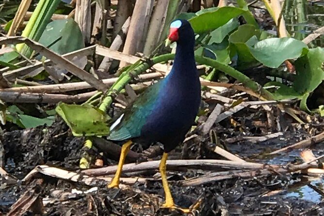 Private 1-Hour Airboat Tour of Miami Everglades - Final Thoughts