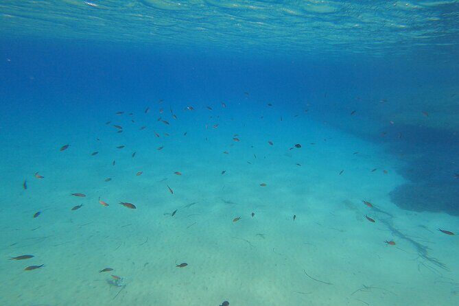 Private 1-Hour Guided Snorkeling Adventure with Go Pro Pictures - Why This Tour Offers Great Value