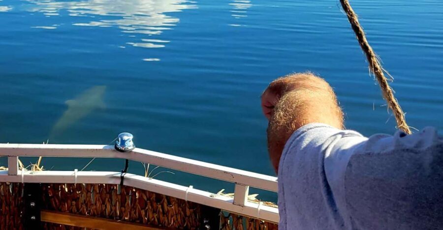 Private 2 hour Dolphin Sightseeing tour- Melbourne - The Sum Up
