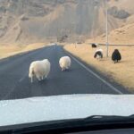 PRIVATE 2-Hours Tour - Westman Islands with a local in a BMW X5 - Authentic Experiences and Local Insights