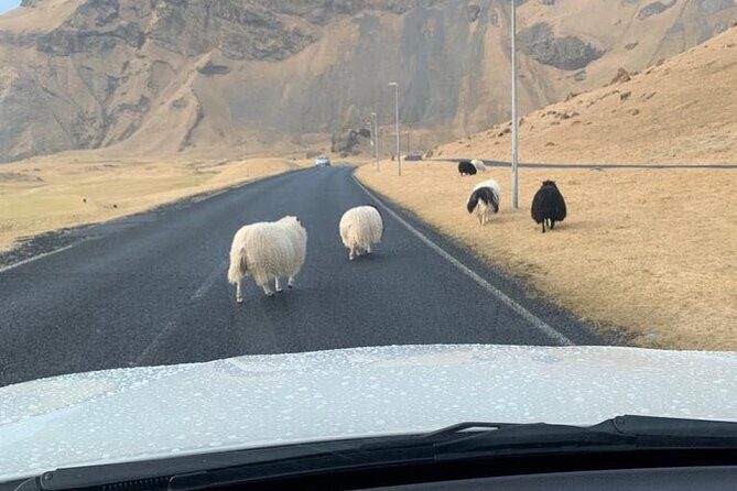 PRIVATE 2-Hours Tour - Westman Islands with a local in a BMW X5 - Authentic Experiences and Local Insights