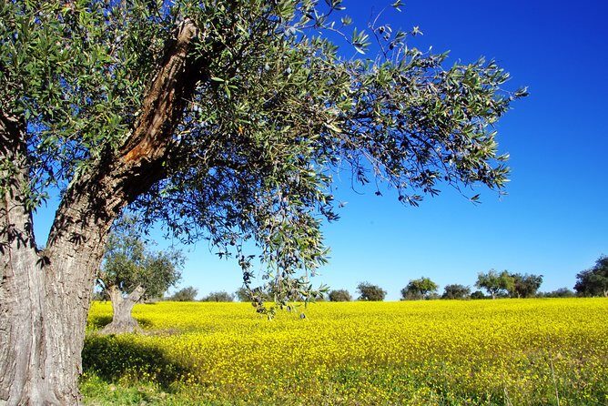 Private 2Days Tour to Sparta-Mystras-Olympia - Who Would Love This Tour?