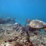 Private 5Hrs Island Tour with 2Hrs Sail and Snorkel with Turtles - Who Should Consider This Tour?
