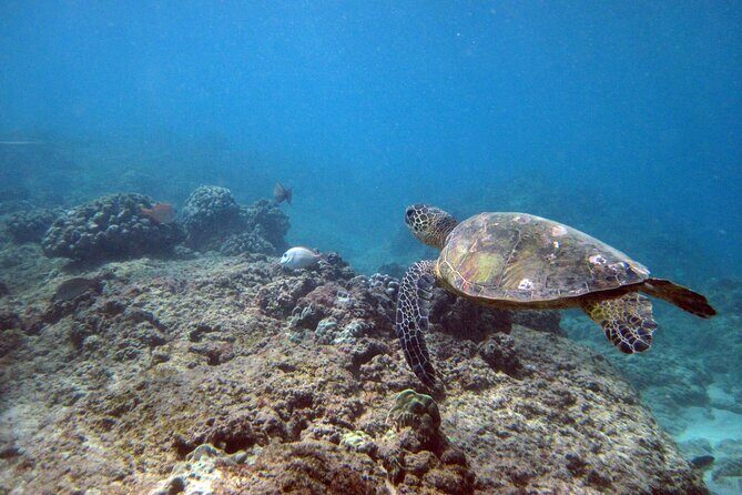Private 5Hrs Island Tour with 2Hrs Sail and Snorkel with Turtles - Who Should Consider This Tour?