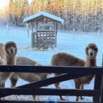 PRIVATE Alpaca Guided Forest Walk + Feeding Helsinki - Who Will Love This Tour?